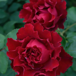 Hommage A Barbara Rose丨Your roses