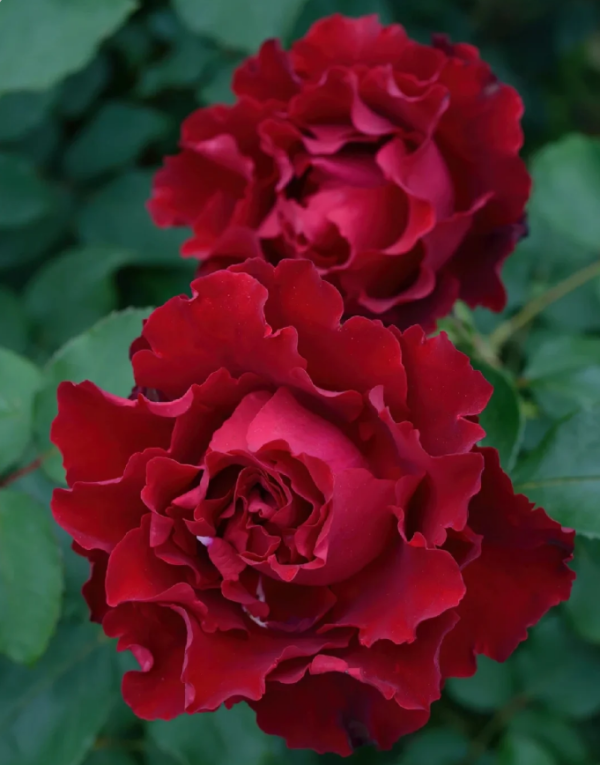 Hommage A Barbara Rose丨Your roses