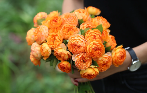 Honey Caramel Climber Rose丨Your roses