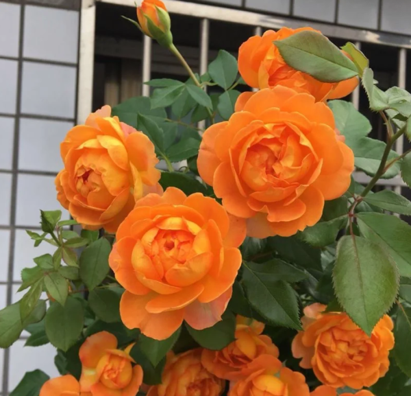 Honey Caramel Rose for sale丨Your roses