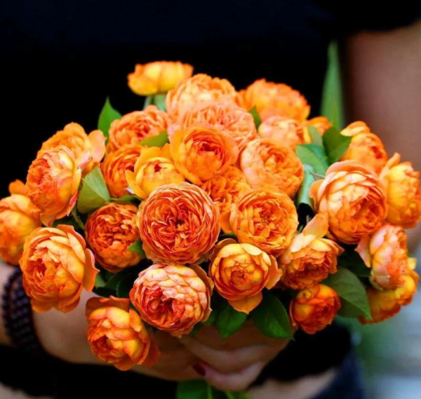 Honey Caramel Climbing Rose 丨Your roses