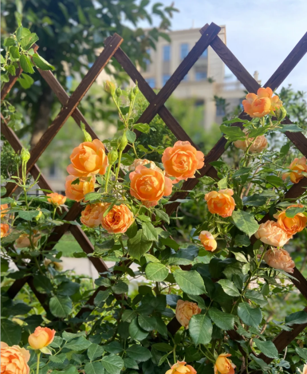 Honey Caramel Rose Plant丨Your roses