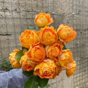 Honey Caramel Rose丨Your roses