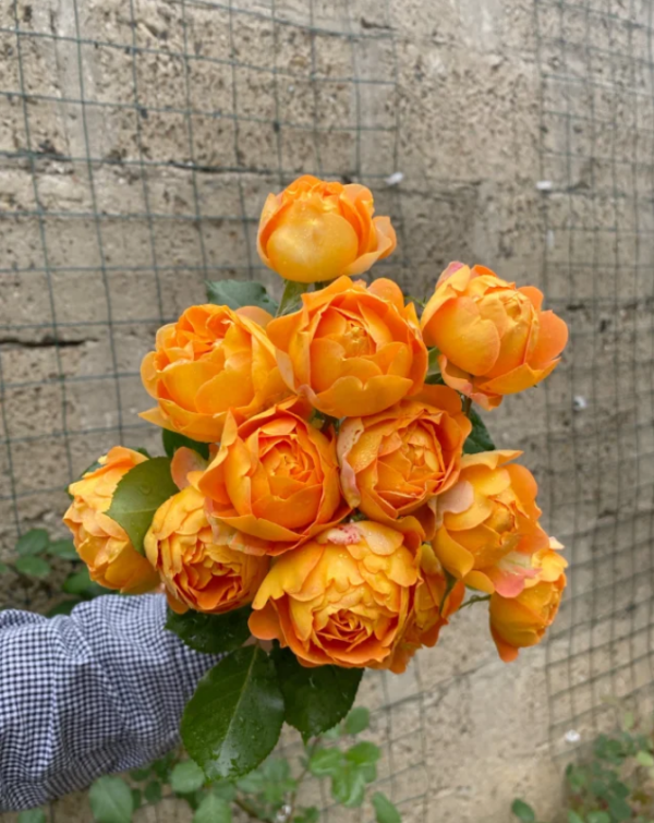 Honey Caramel Rose丨Your roses