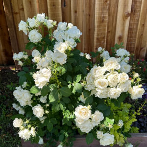 icecap rose丨Your roses
