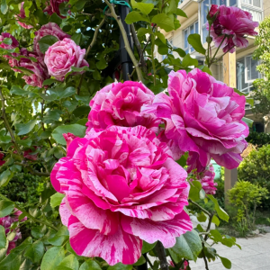 Ines Sastre Rose for sale丨Your roses