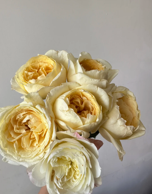 Ivory Yves Piaget Rose for sale丨Your roses