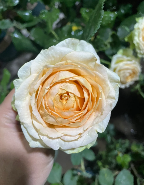 Ivory Yves Piaget Rose for sale丨Your roses