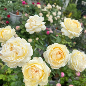 Ivory Yves Piaget Rose丨Your roses