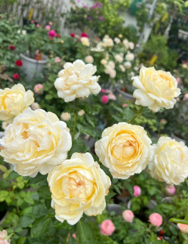 Ivory Yves Piaget Rose丨Your roses