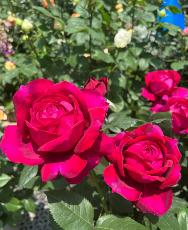 janice kellogg roses丨Your roses