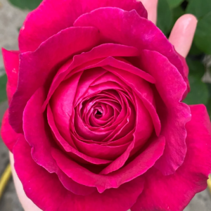 Janice Kellogg Rose丨Your roses
