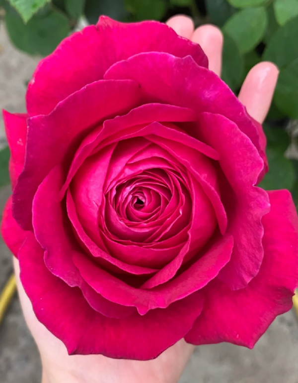 Janice Kellogg Rose丨Your roses