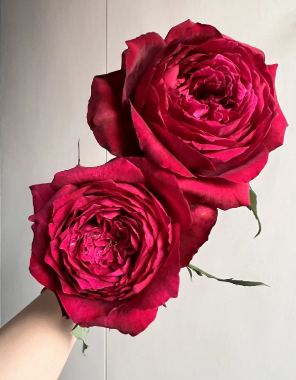 janice kellogg rose plant丨Your roses