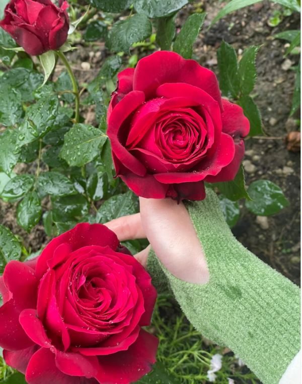 janice kellogg roses for sale丨Your roses