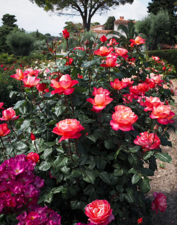 Jazz festival Rose for sale丨Your roses
