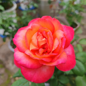 Jazz festival Rose丨Your roses