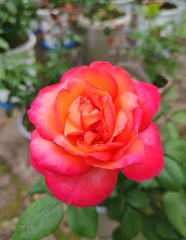 Jazz festival Rose丨Your roses