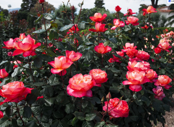 rose bowl jazz festival丨Your roses