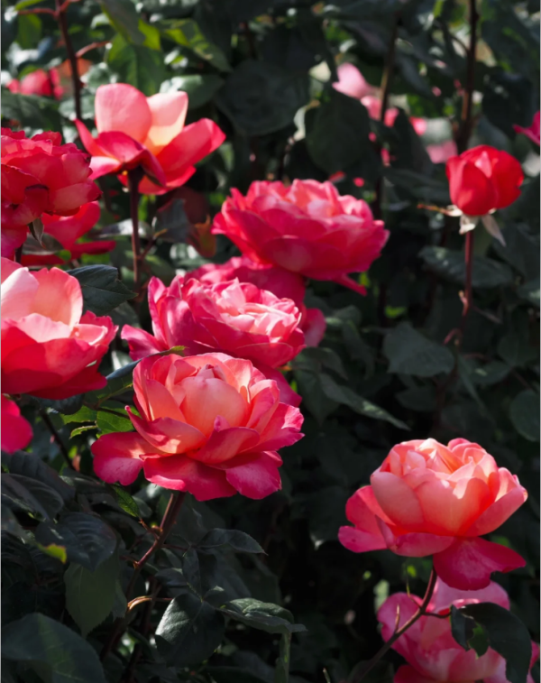 Jazz festival Rose for sale丨Your roses