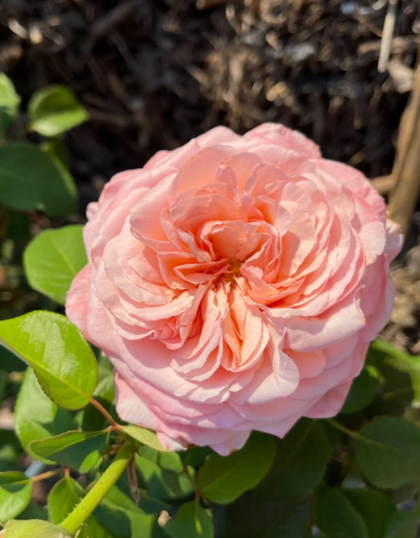 Fontaine Rose丨Your roses
