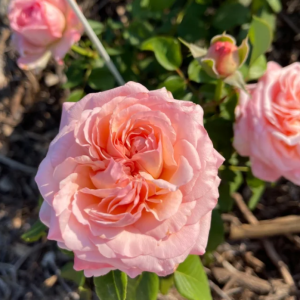 Jean De La Fontaine Rose丨Your roses