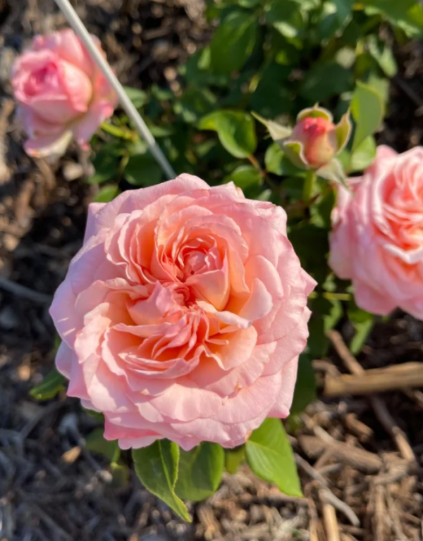 Jean De La Fontaine Rose丨Your roses