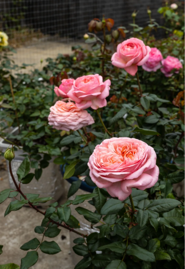Meiffable Rose for sale丨Your roses