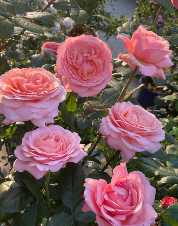 Jean De La Fontaine Rose plant丨Your roses