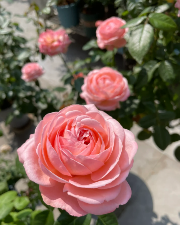 Jean De La Fontaine Rose for sale丨Your roses
