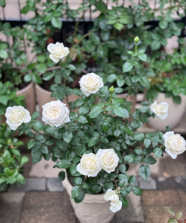 jrosa jeanne moreau丨Your roses