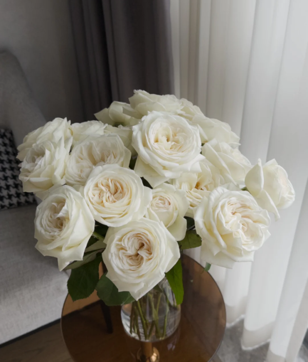 jeanne moreau garden rose丨Your roses