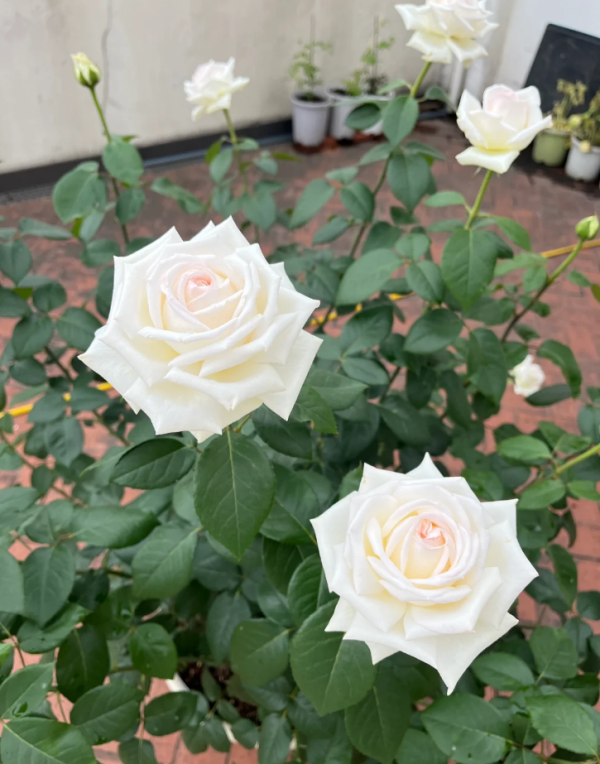 Jeanne Moreau Rose丨Your roses