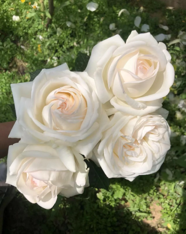 Jeanne Moreau Rose for sale丨Your roses