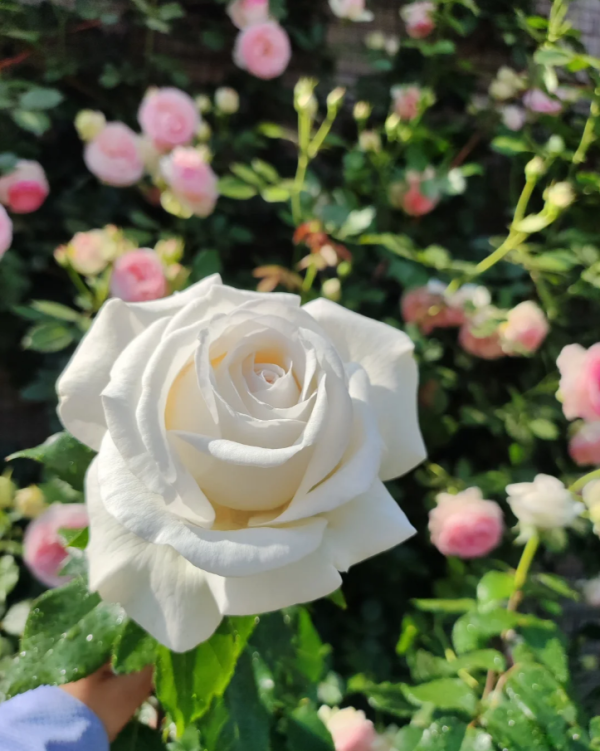 rose jeanne moreau丨Your roses