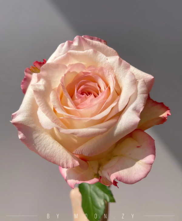 Joyce Rose Plant丨Your roses