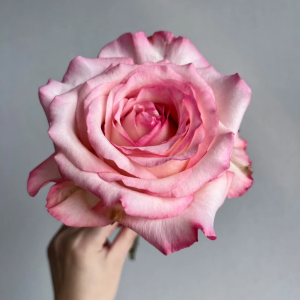 Joyce Rose丨Your roses