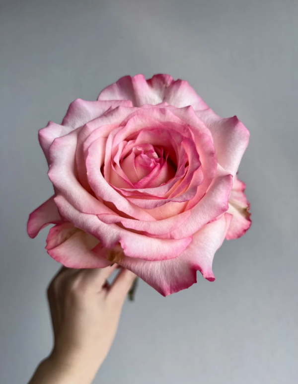 Joyce Rose丨Your roses