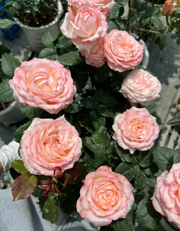 Joyce Rose Plant丨Your roses