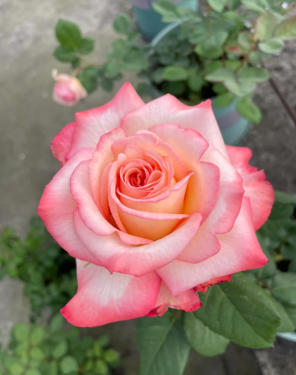Joyce Rose for sale丨Your roses