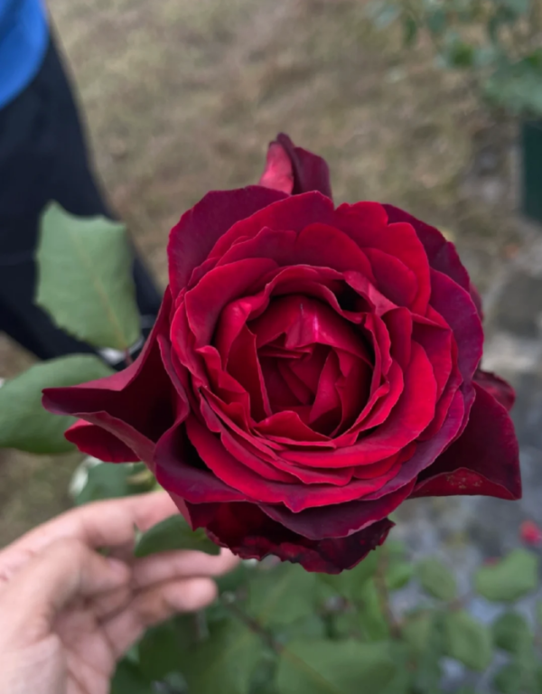 Jubilé Papa Meillan Rose for sale丨Your roses