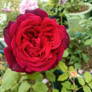 Jubilé Papa Meillan Rose丨Your roses
