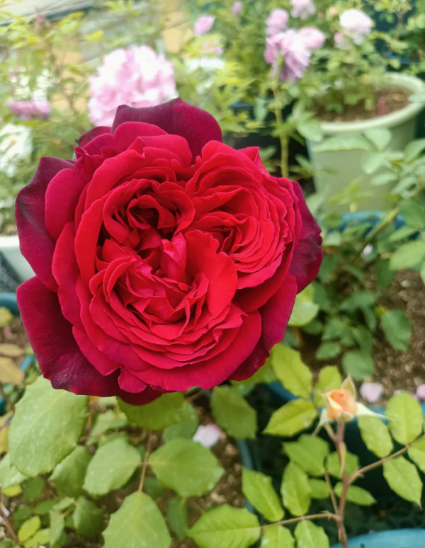 Jubilé Papa Meillan Rose丨Your roses