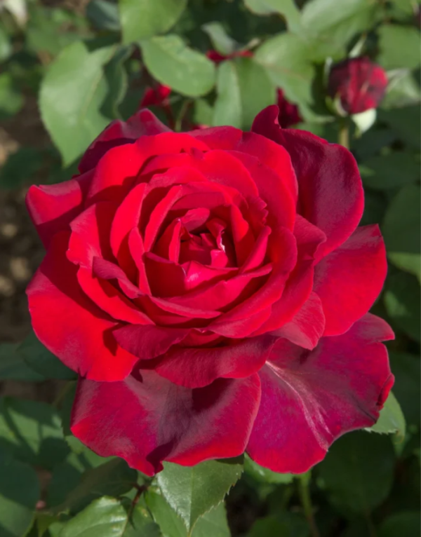 Jubilé Papa Meillan Rose plant丨Your roses