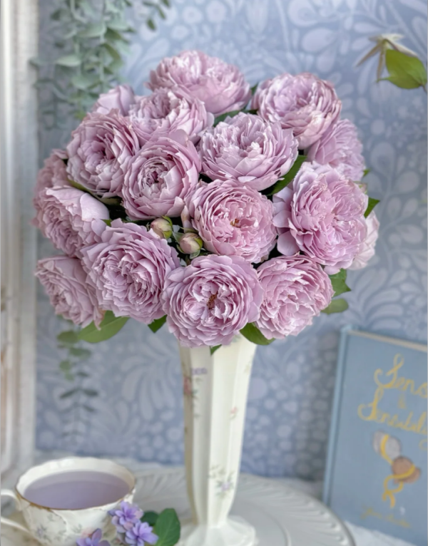 Kong Meng Rose for sale丨Your roses