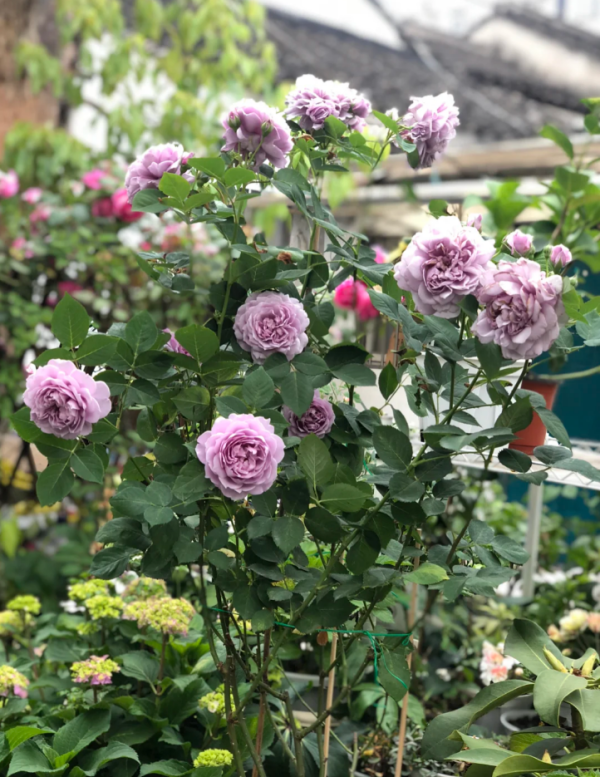 Kong Meng Rose Plant丨Your roses