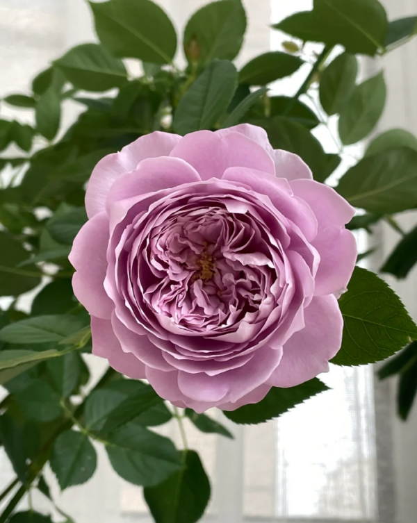 Kong Meng Roses丨Your roses
