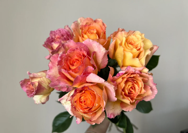 Rose La Parisienne丨Your roses