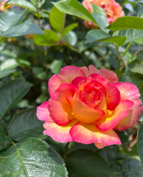 La Parisienne Rose for sale丨Your roses