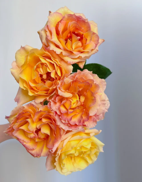 Delpartricol Rose 丨Your roses